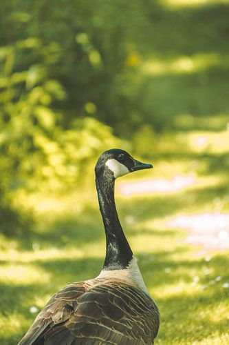 upper half of a large Canadian goose on a lawn