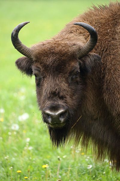 European Bison (Bison bonasus) by Ronald Pol