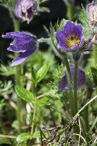 Na de regen - Pulsatilla