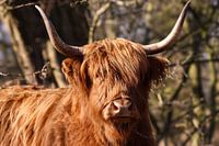 Highlander écossais