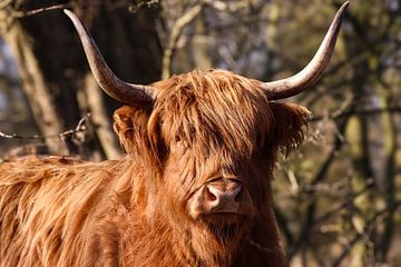 Schotse Hooglander van Lens_en_Dier/Vizier Fotografie