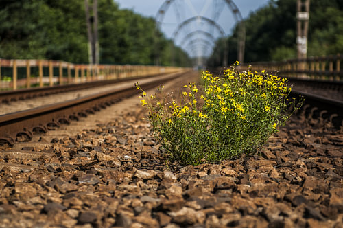 Een plantje op het spoor van Hilversum