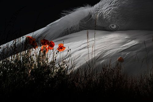 Flamingo in Schaduw en Klaprozenlicht