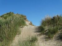 Hollandse Duinen
