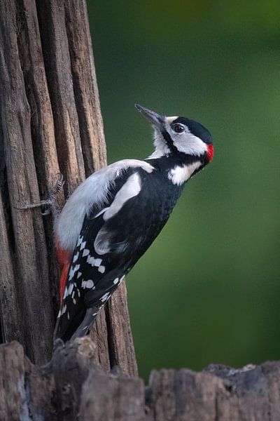 Buntspecht in Slowenien von Anges van der Logt