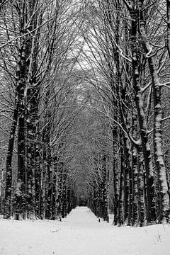 Bospad in de winter van 2026