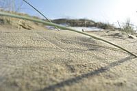 Grasspriet in zand
