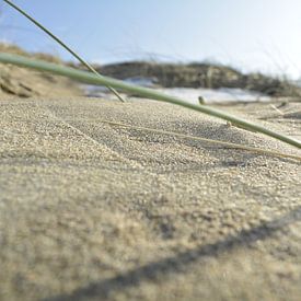Grasspriet in zand van Sigune italiaanser