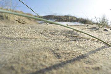 Grasspriet in zand von Sigune italiaanser