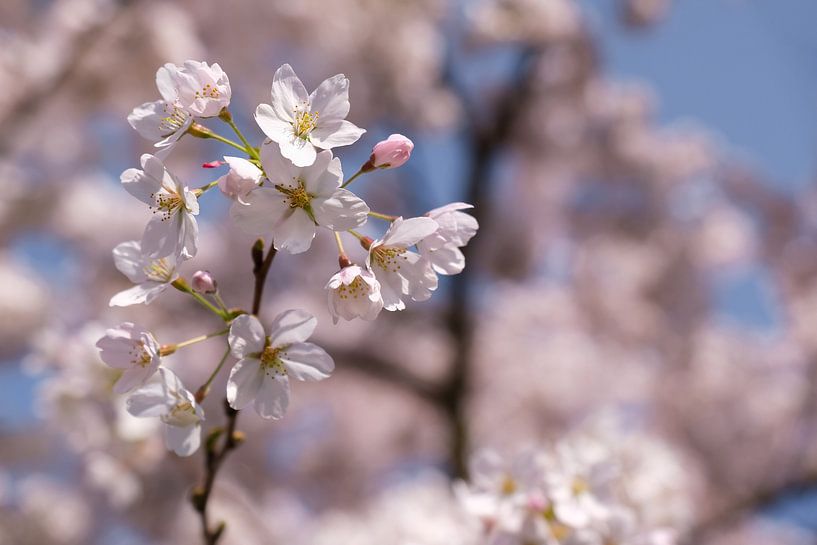 Kirschblüte Nahaufnahme von Marit Lindberg