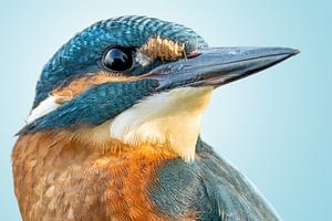 Portrait du martin-pêcheur