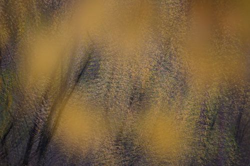 herfst in beweging, Surae, Dost, Oosterhout, Noord-Brabant, Nederland