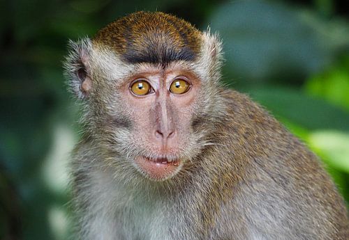 Aap in Maleisie