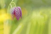 Kievitsbloem