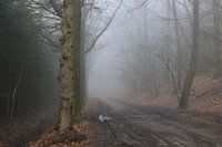 De Paasberg in de mist, mysterisch Achterhoek!