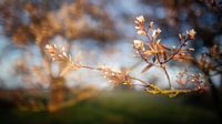 La floraison des groseilles par Anneke Hooijer Aperçu