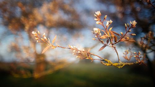 La floraison des groseilles