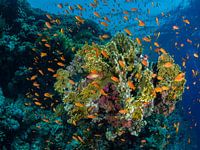 Rode Zee vlaggenbaarsje, Woodhouse rif, Tiran Strait, Egypte 3