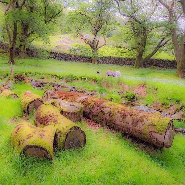 Bemoste bomen, Lake District, Engeland. van Jaap Bosma Fotografie