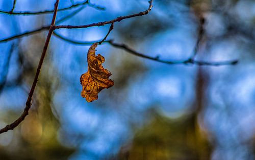 Couleurs d'automne.09 (16x10)