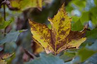 Herfstbladeren