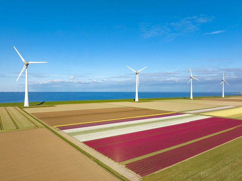 Tulips in agricultural fields with wind turbines in the backgrou by Sjoerd van der Wal Photography