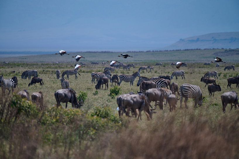 Ngorongoro crater by Jeremy Duvekot