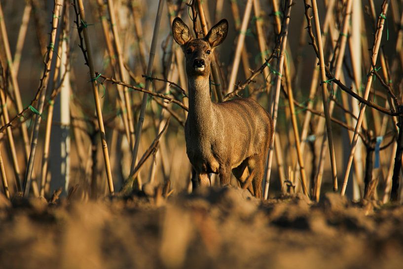 Deer in front of the orchard by Manu Peeters