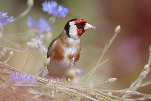Goldfinch among cornflowers