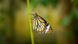 Vlinder by Pieter Heres