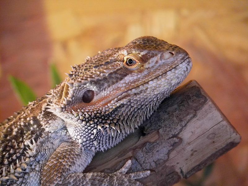 Bartagame von Tomas S.