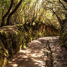 Waldweg unterhalb des Aussichtspunkes Mirador Cruz del Carmen im von Alexander Wolff