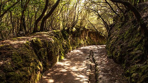 Waldweg unterhalb des Aussichtspunkes Mirador Cruz del Carmen im von Alexander Wolff