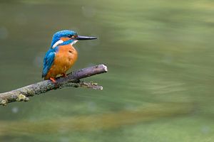 Le martin-pêcheur commun (Alcedo atthis) sur Sjoerd van der Wal Photographie