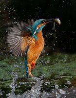 Ijsvogel duikt op