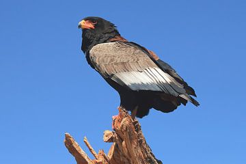 Bateleur (Terathopius ecaudatus) van Ronald Pol