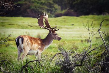 A male fallow deer vintage by Dennis Schaefer