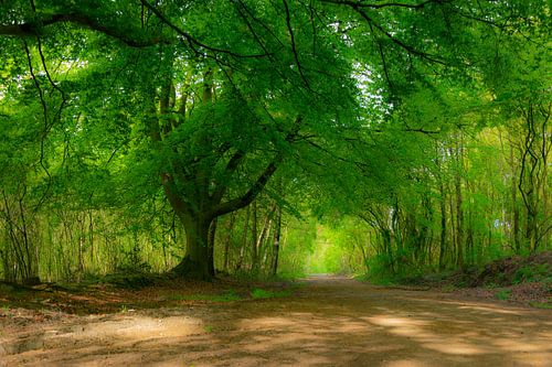 bomen in het bos
