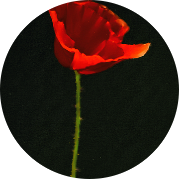 Klaproos schilderij - Rode Klaproos