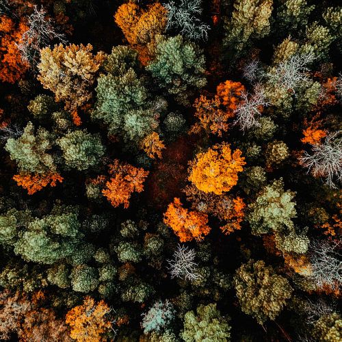 Herfstbos vanuit de lucht