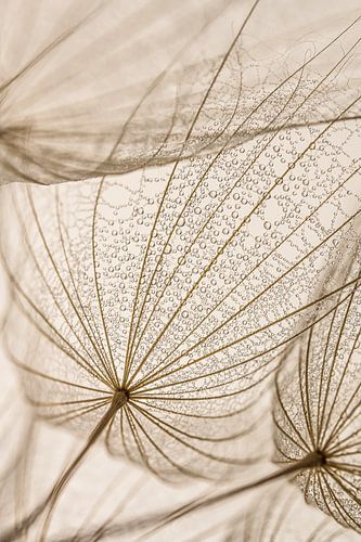 Landelijke eenvoud: Druppels rusten in de pluisjes van een Tragopogon van Marjolijn van den Berg