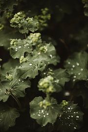 Lady's mantle 3 by Maaike Faas