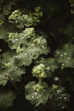 Lady's mantle 3