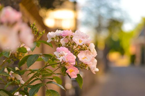 Eine blühende Rose in Loenen aan de Vecht