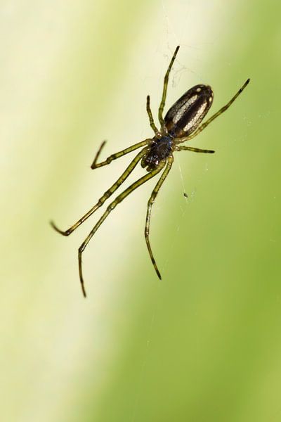 Spinne von Miranda van Hulst