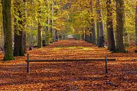 Herfst in het Bos in Slochteren