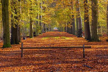 Herbst im Wald von Henk Meijer Photography