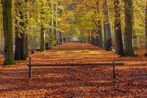 Herfst in het Bos in Slochteren