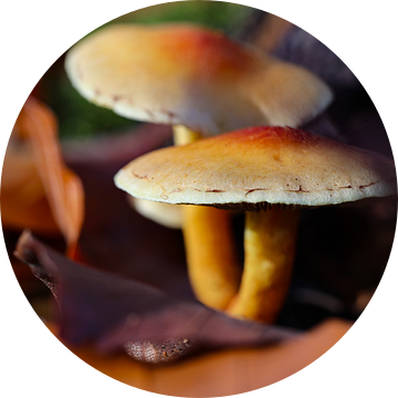 paddenstoelen van Marieke Funke