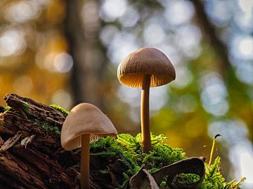 Twee paddenstoelen in de zon van Fokko Muller